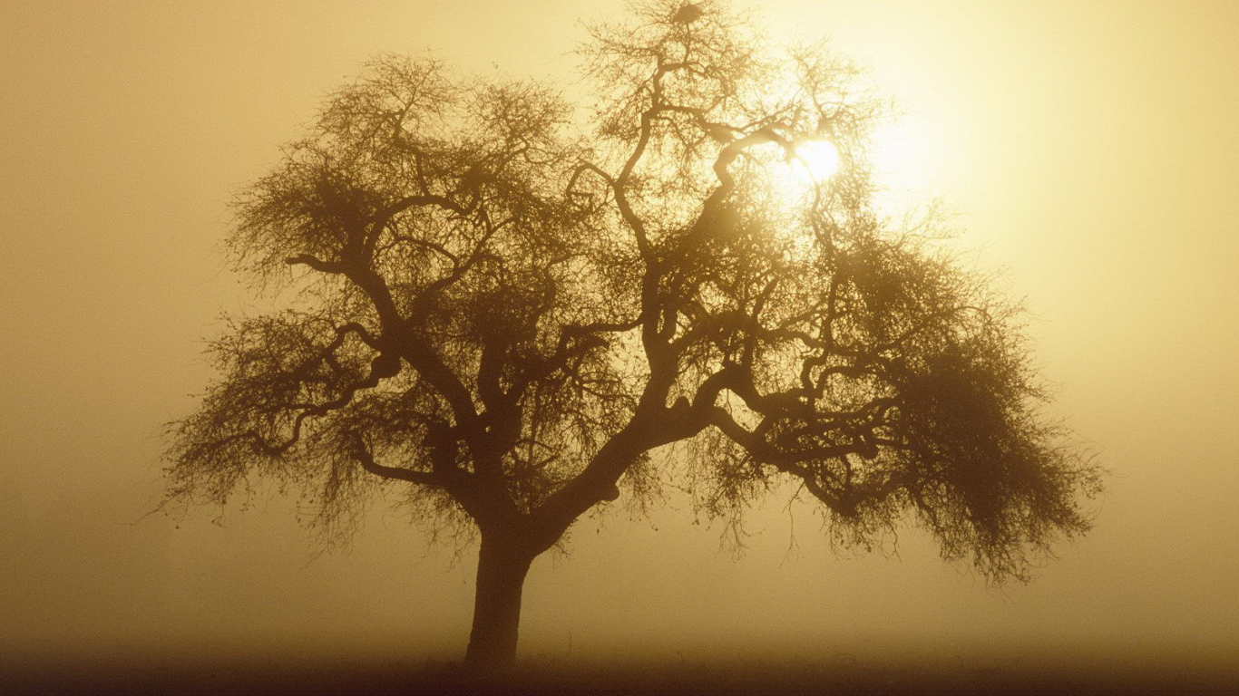 Дерево закрывает солнце