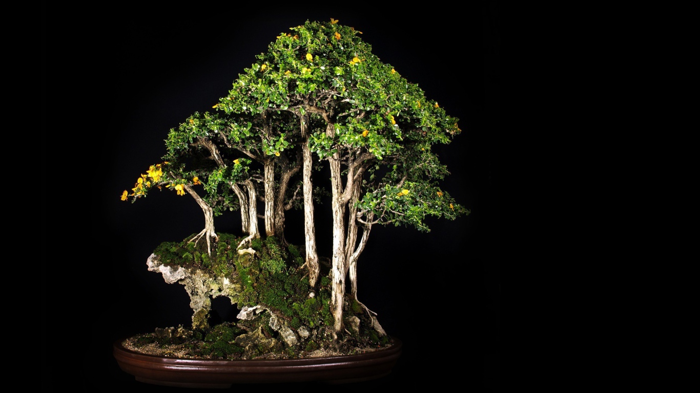 Роща бонсай на черном фоне