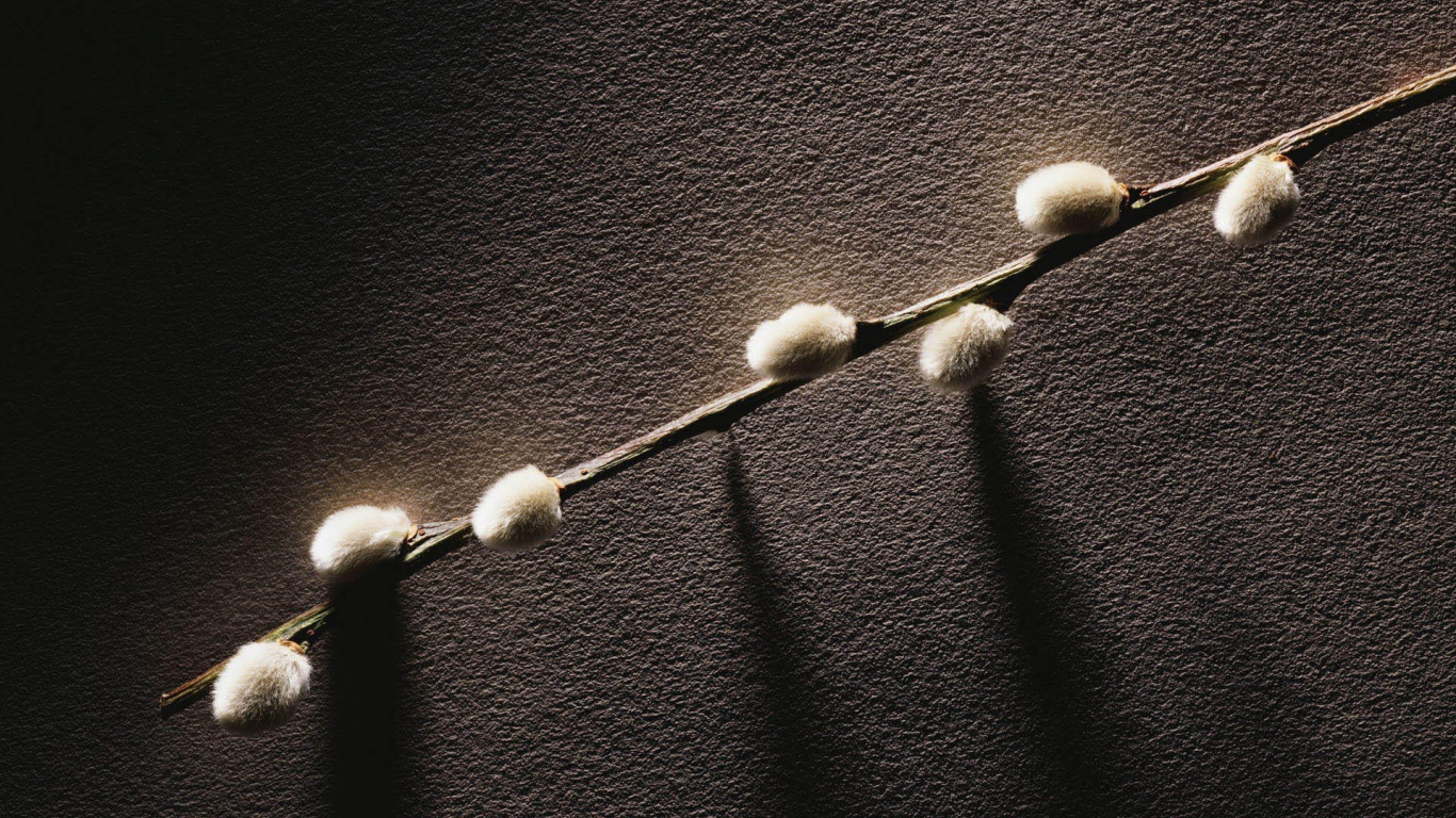 Веточка с весенними почками