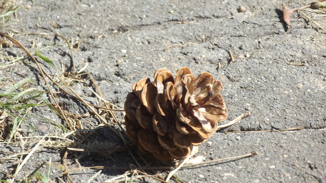 Шишка на земле