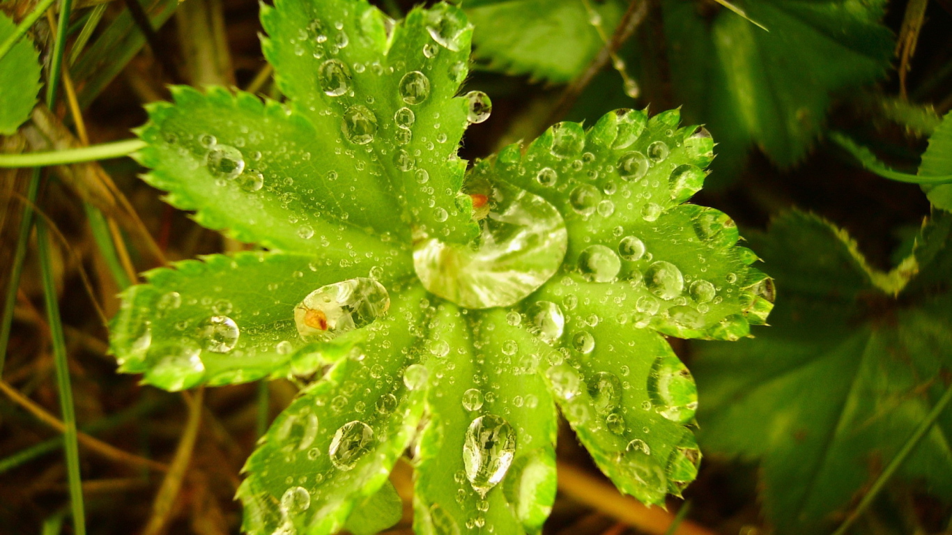 Капли воды в большом листке