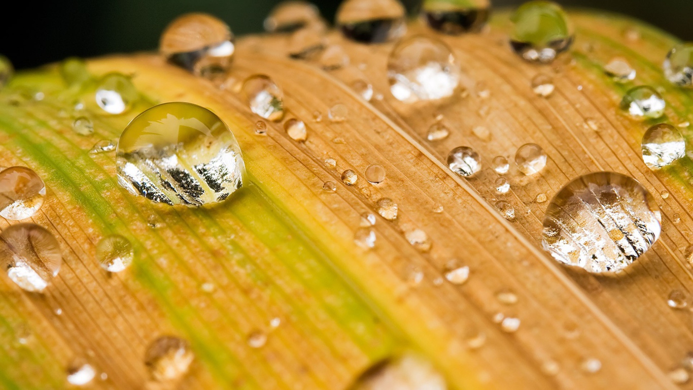 Капли воды на желтеющей траве