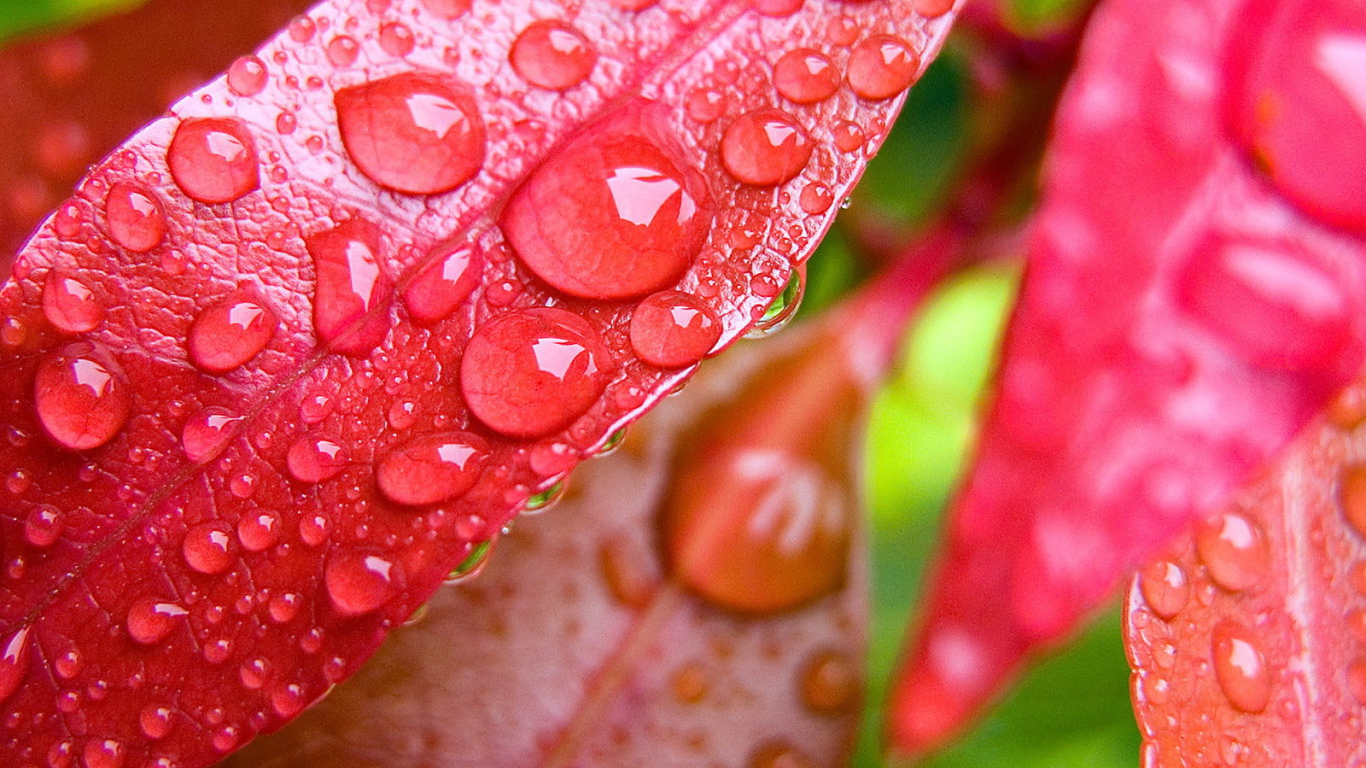 Капли на красных листьях