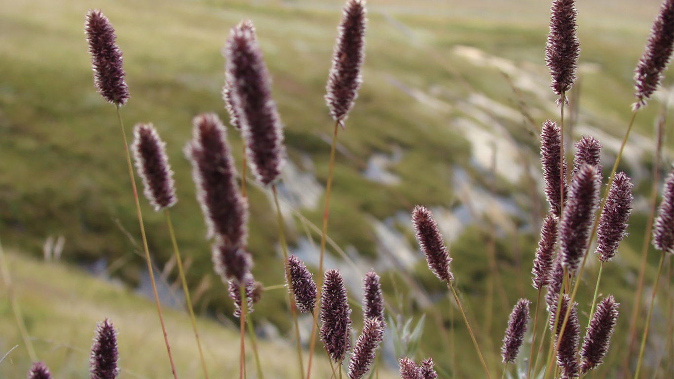 Сухие колоски полевых растений