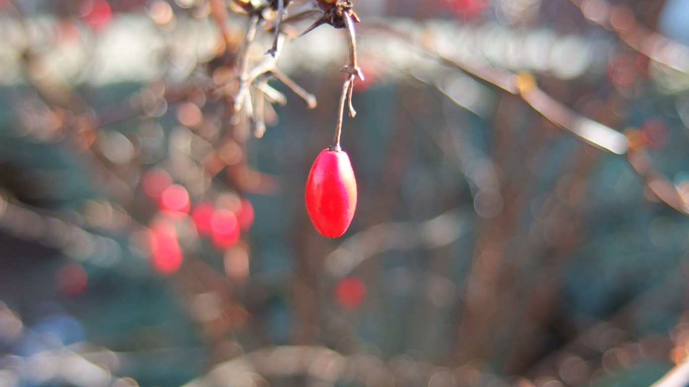 Плод шиповника на ветке