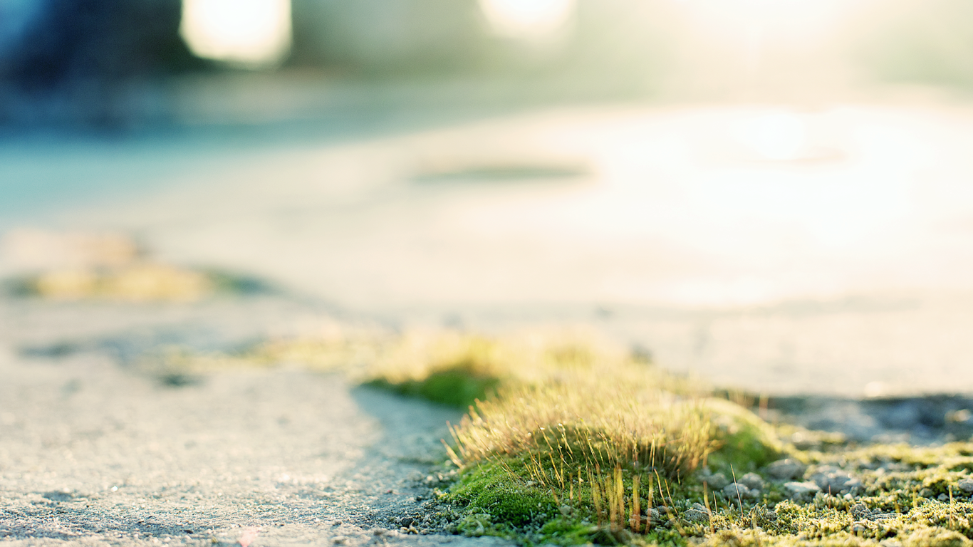 Трава и мох на асфальте