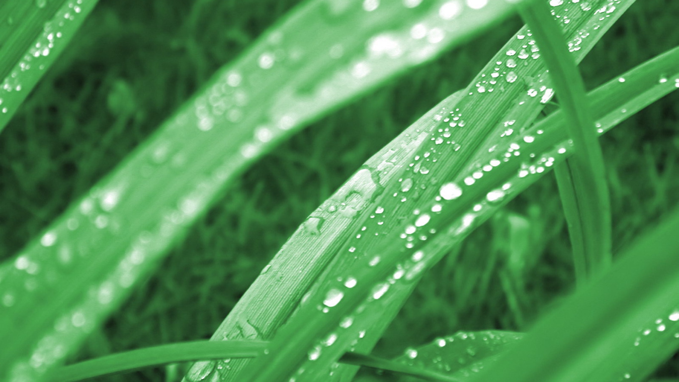 Зеленая трава в утренней росе