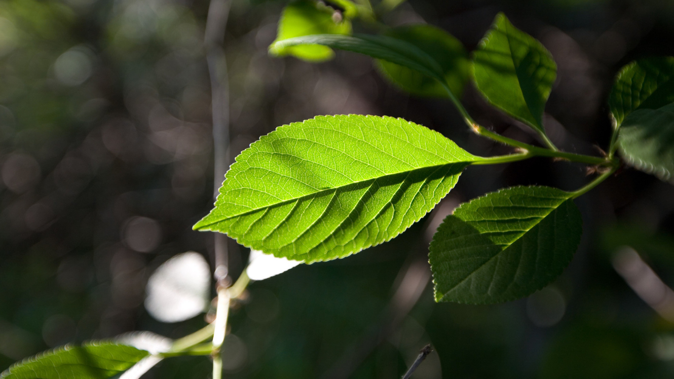 Зеленый лист на солнце