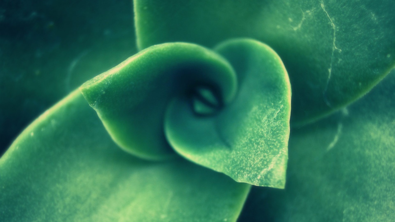 Зеленый спиральный бутон растения