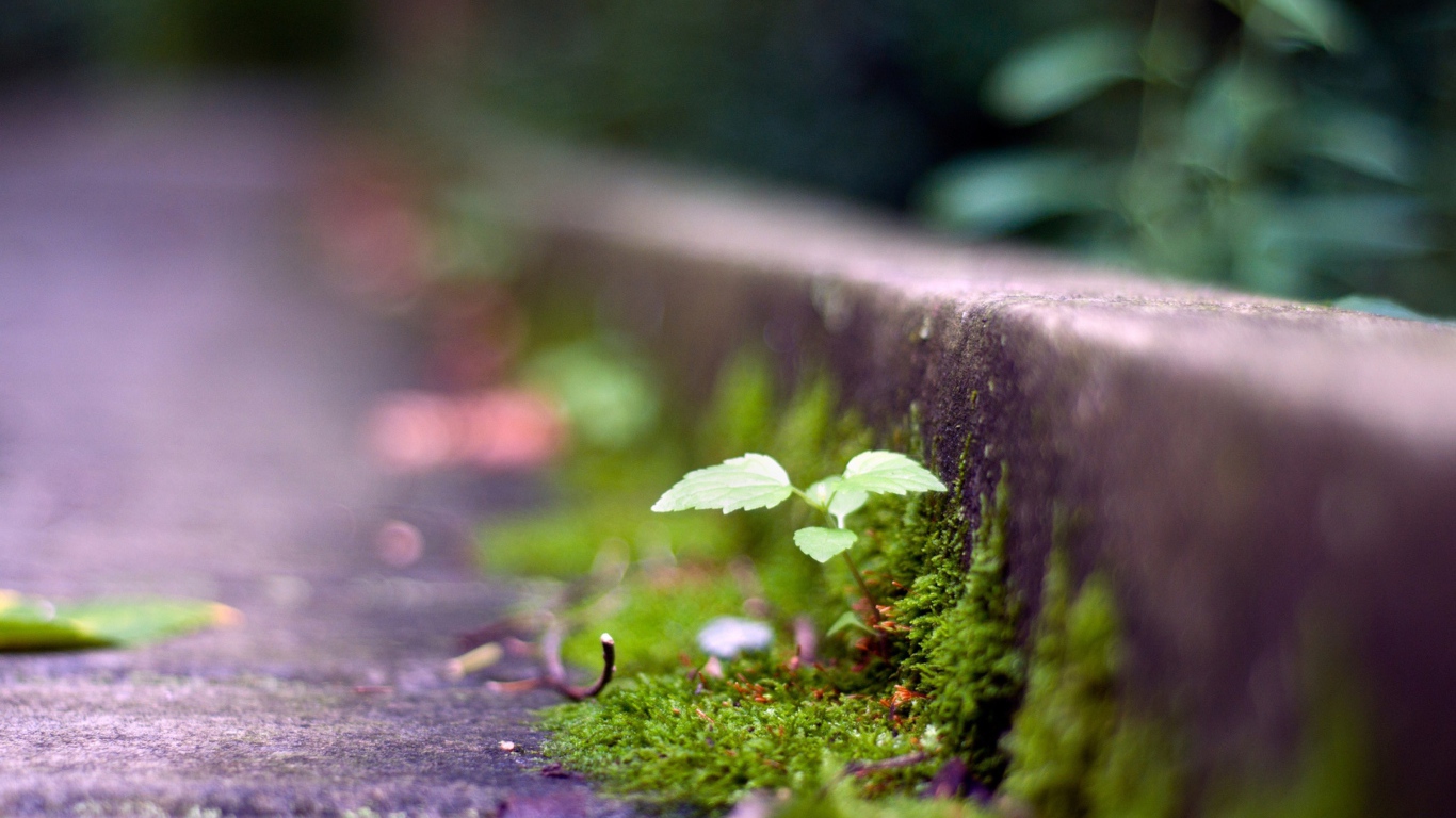 Мох у обочины дороги