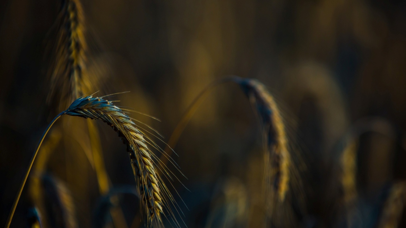 Налившийся колосок склонился вниз