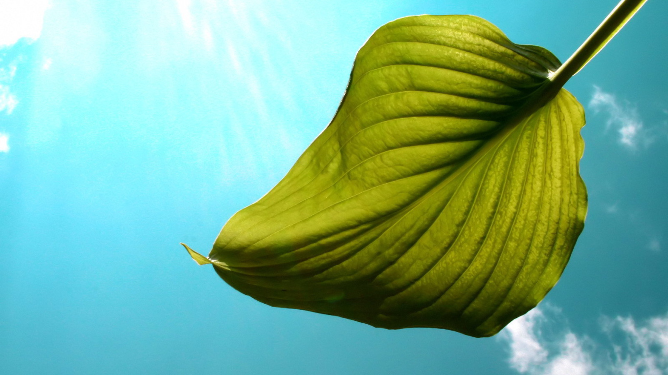 Один листок на фоне неба