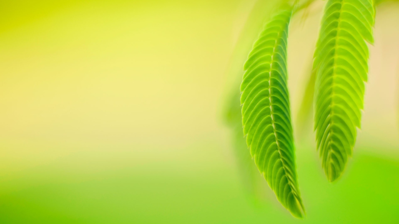 Нежно зеленые листья весной