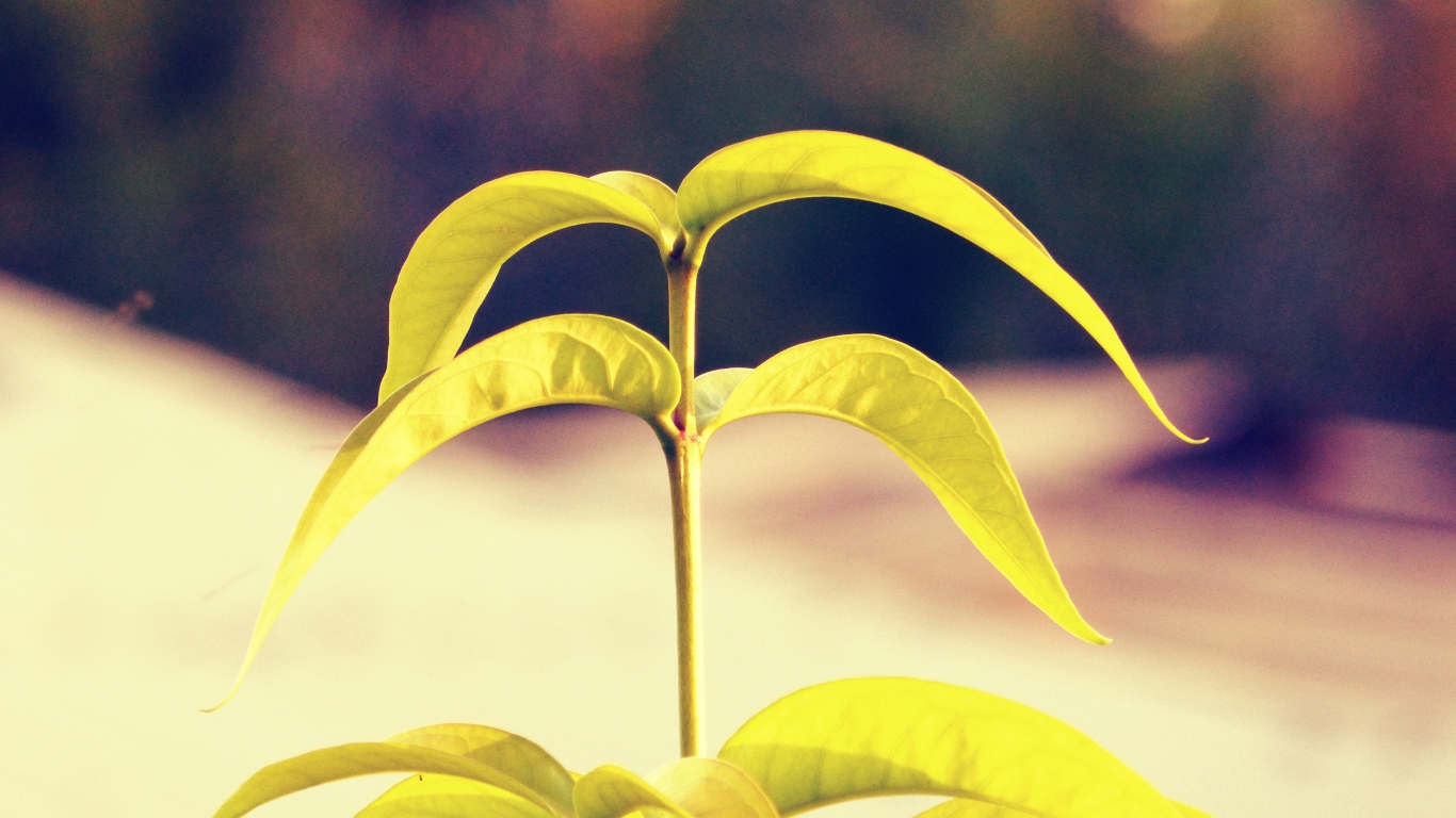 Лепестки растения папайя