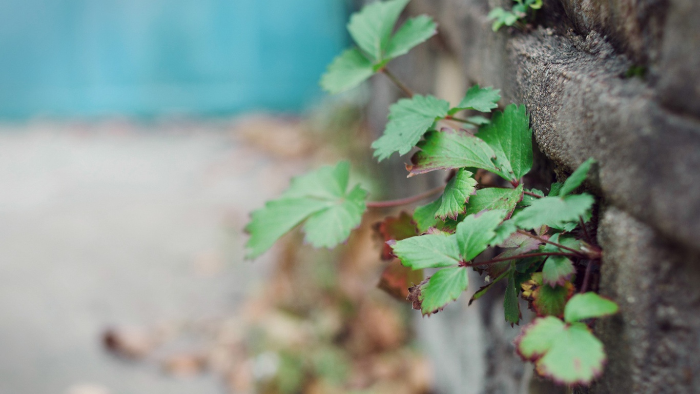 Растения пробиваются сквозь забор