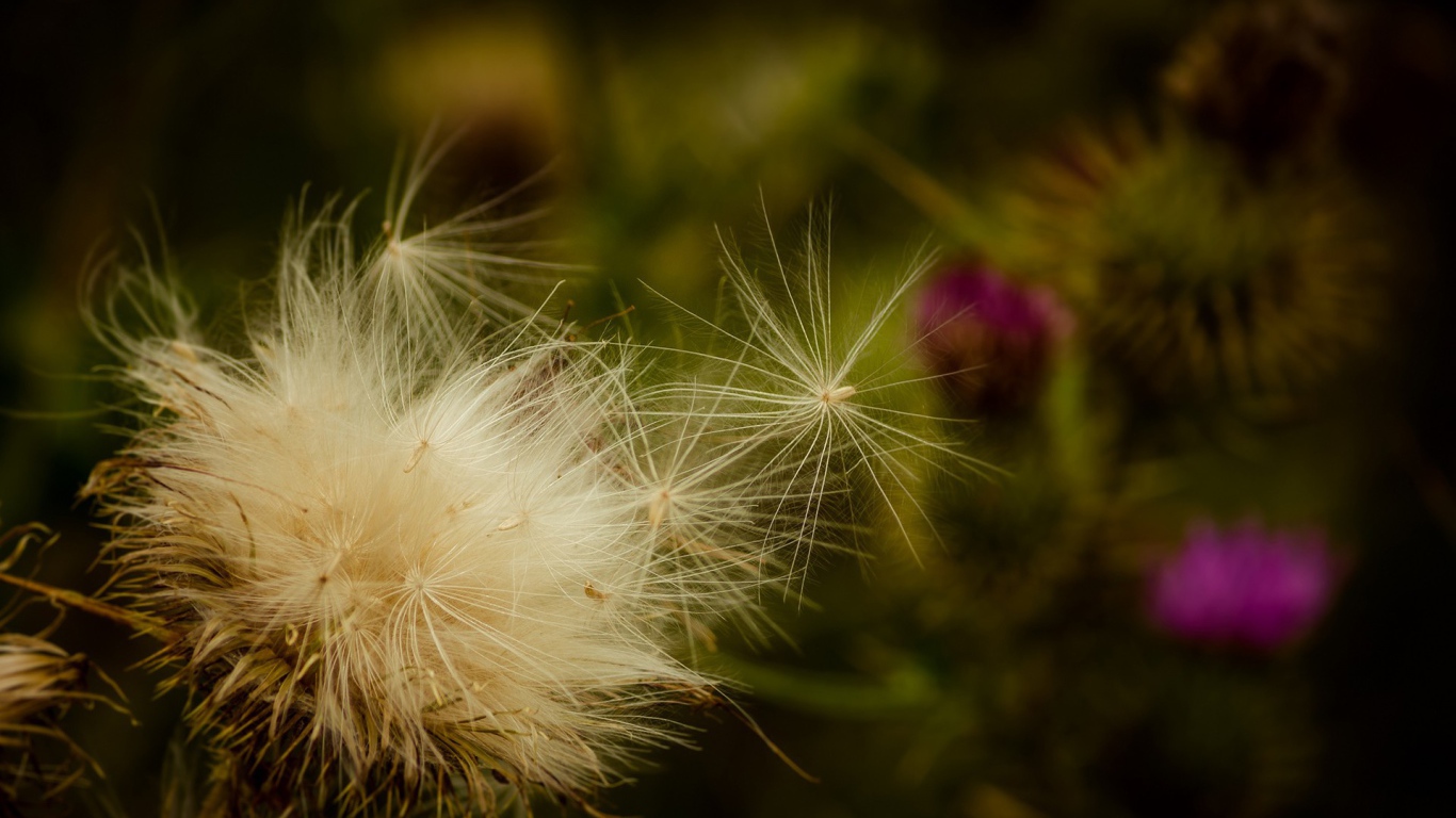 Пух дикого растения