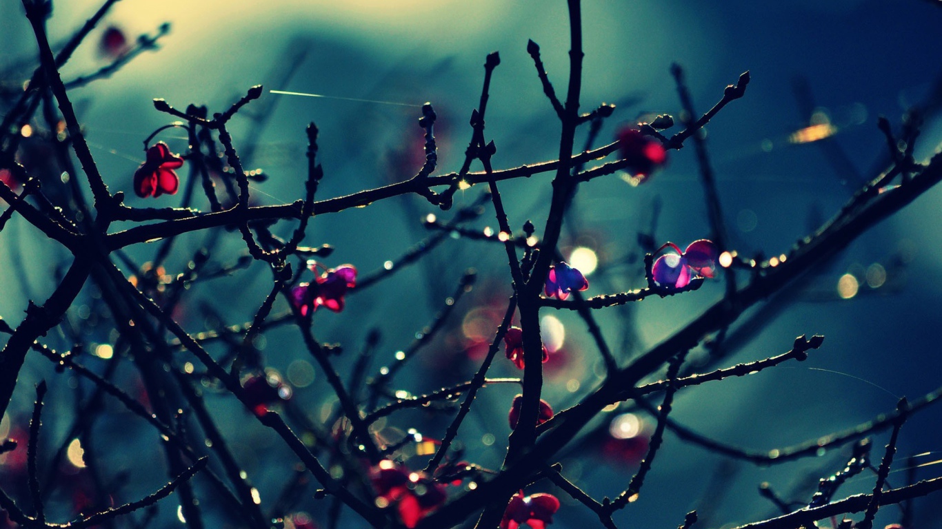 Красные цветы на голых ветках