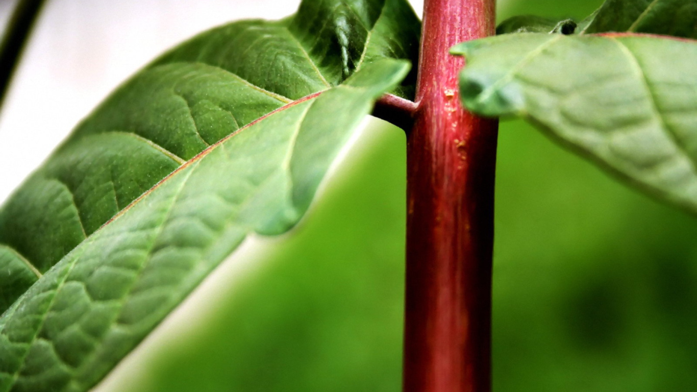 Красный стебель