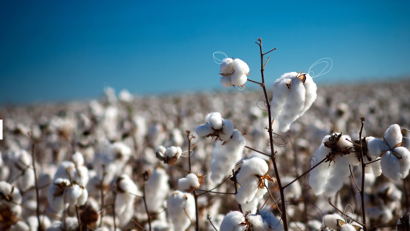 Созревший хлопок