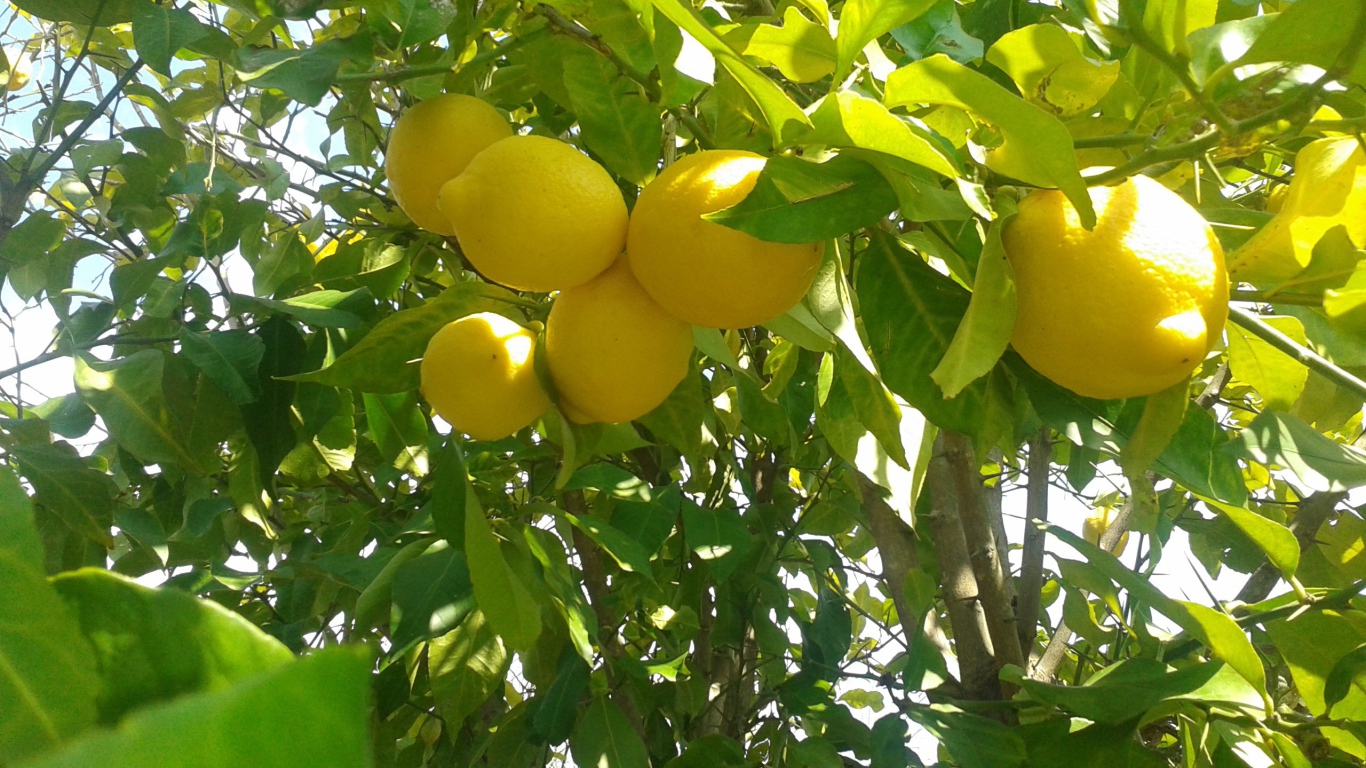 Спелые лимоны на ветках