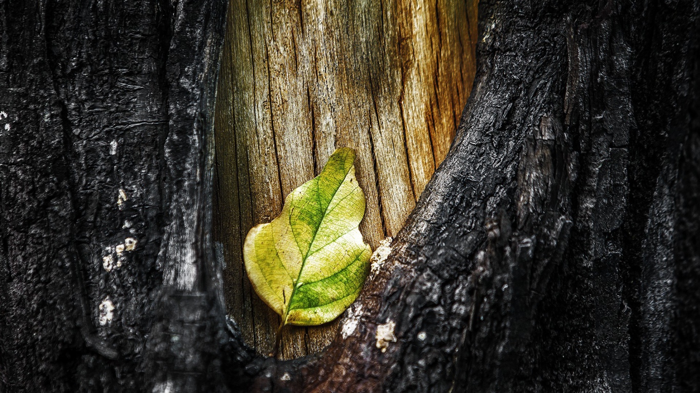 Лист в разрыве коры дерева