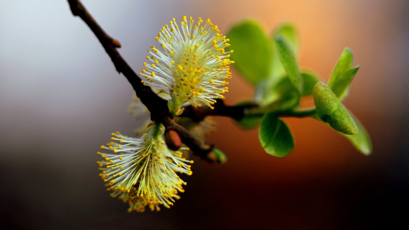 Веточка с первой зеленью и цветами весной