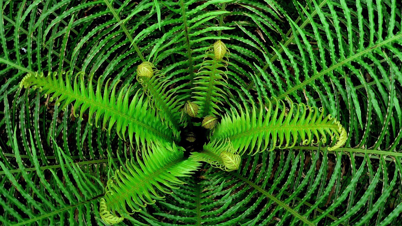 Сердцевина куста папоротника