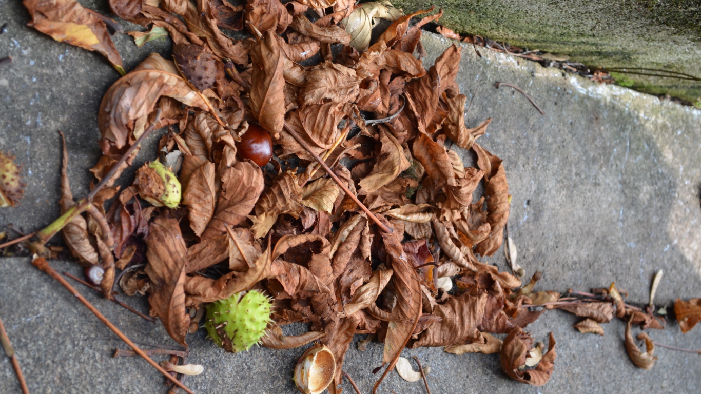 Плоды каштана на земле