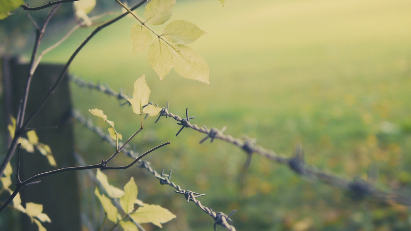 Листья дерева у колючей проволоки