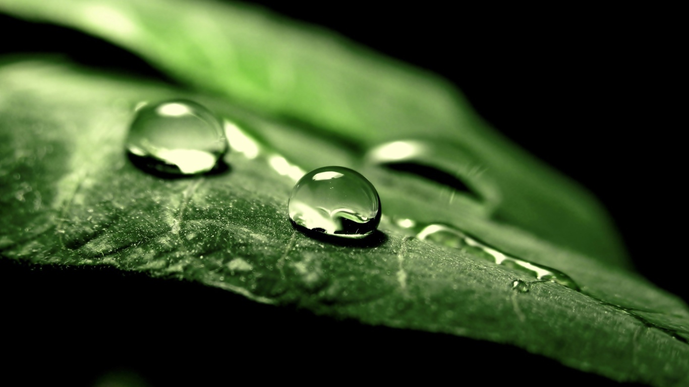 Две капли воды на зеленом листе