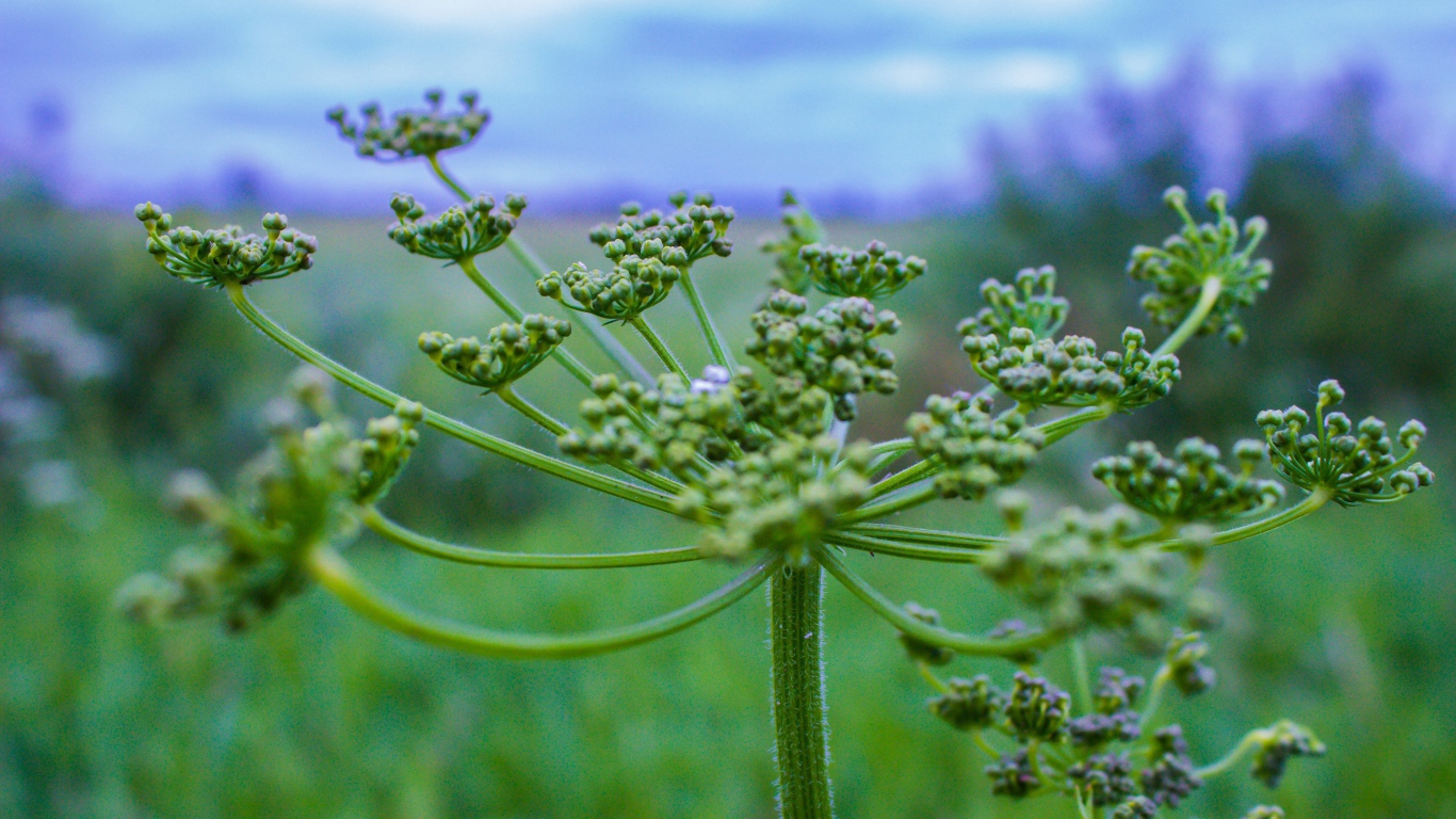 Зонтик зеленого сорняка