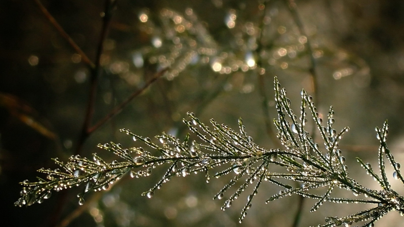 Капельки воды на ветке дерева