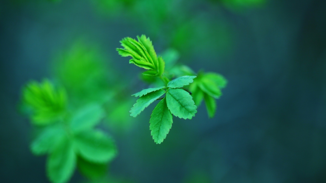 Молодые зеленые листья дерева