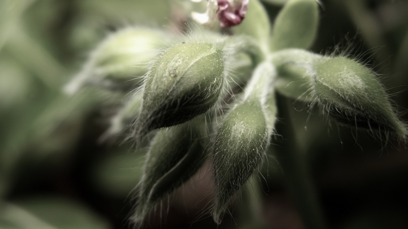 Пушистые бутоны цветков