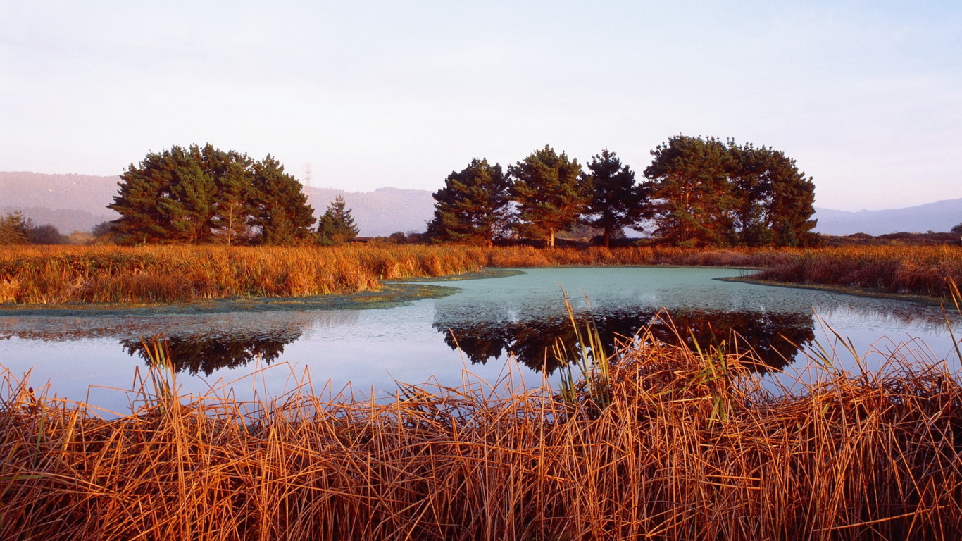 Красная трава на берегу озера