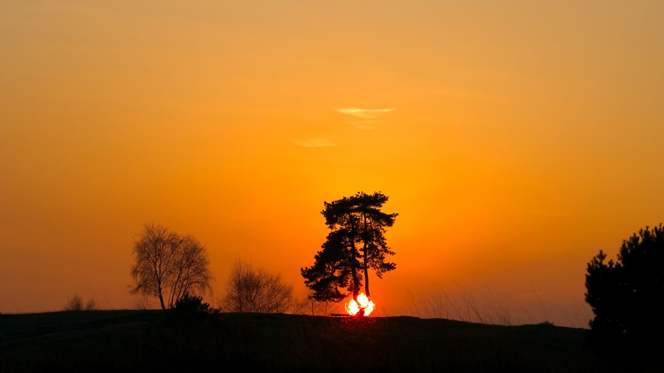 Солнце скрывается за горизонт за деревом