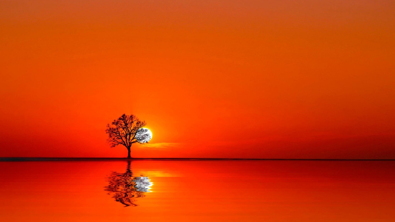 Дерево на закате между водой и небом