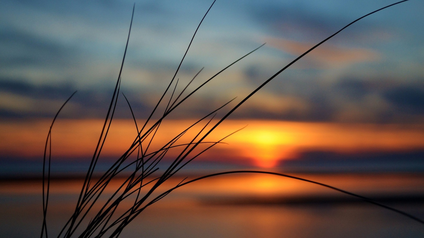 Пучок травы на фоне заката