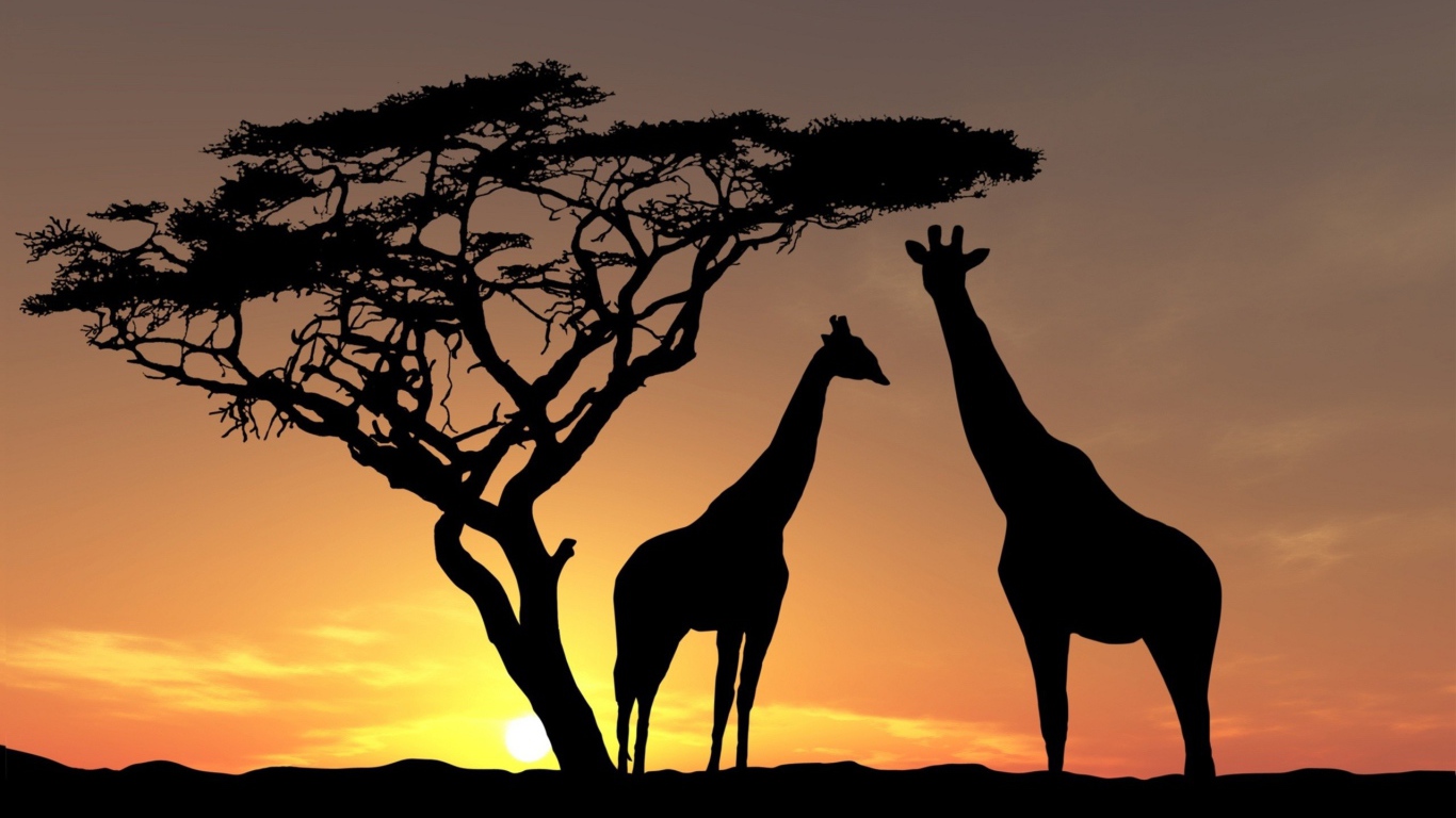 Giraffes have a tree at sunset, Africa