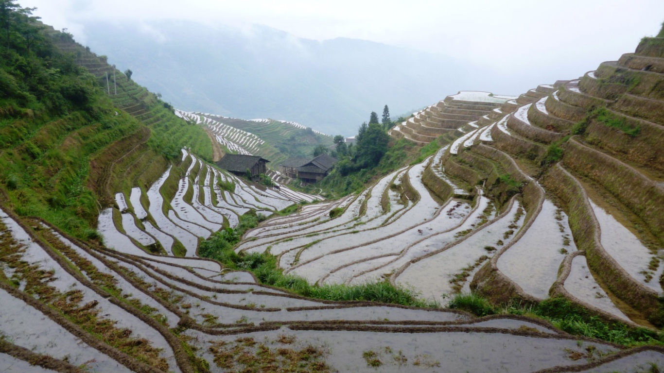 Рисовые поля в Китае на склоне гор