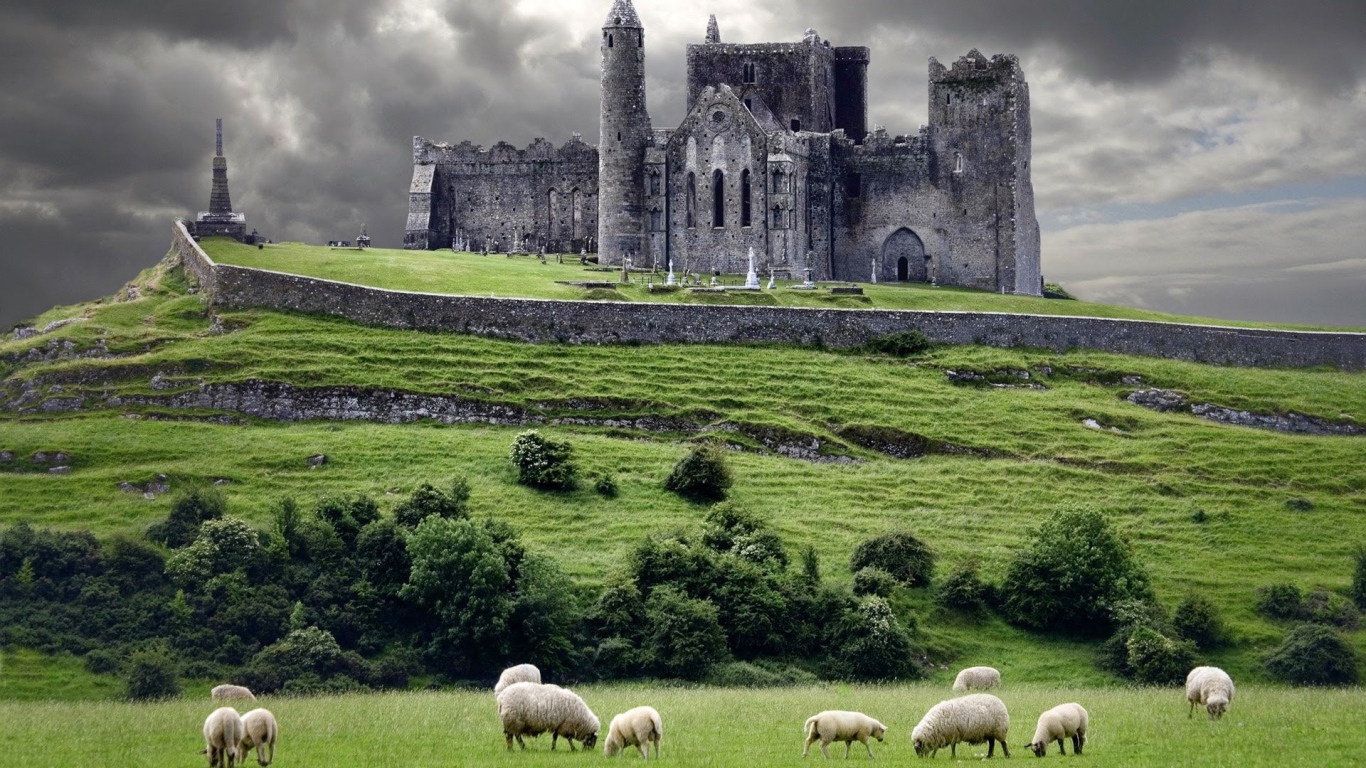 Sheep in the pasture at the castle in Ireland