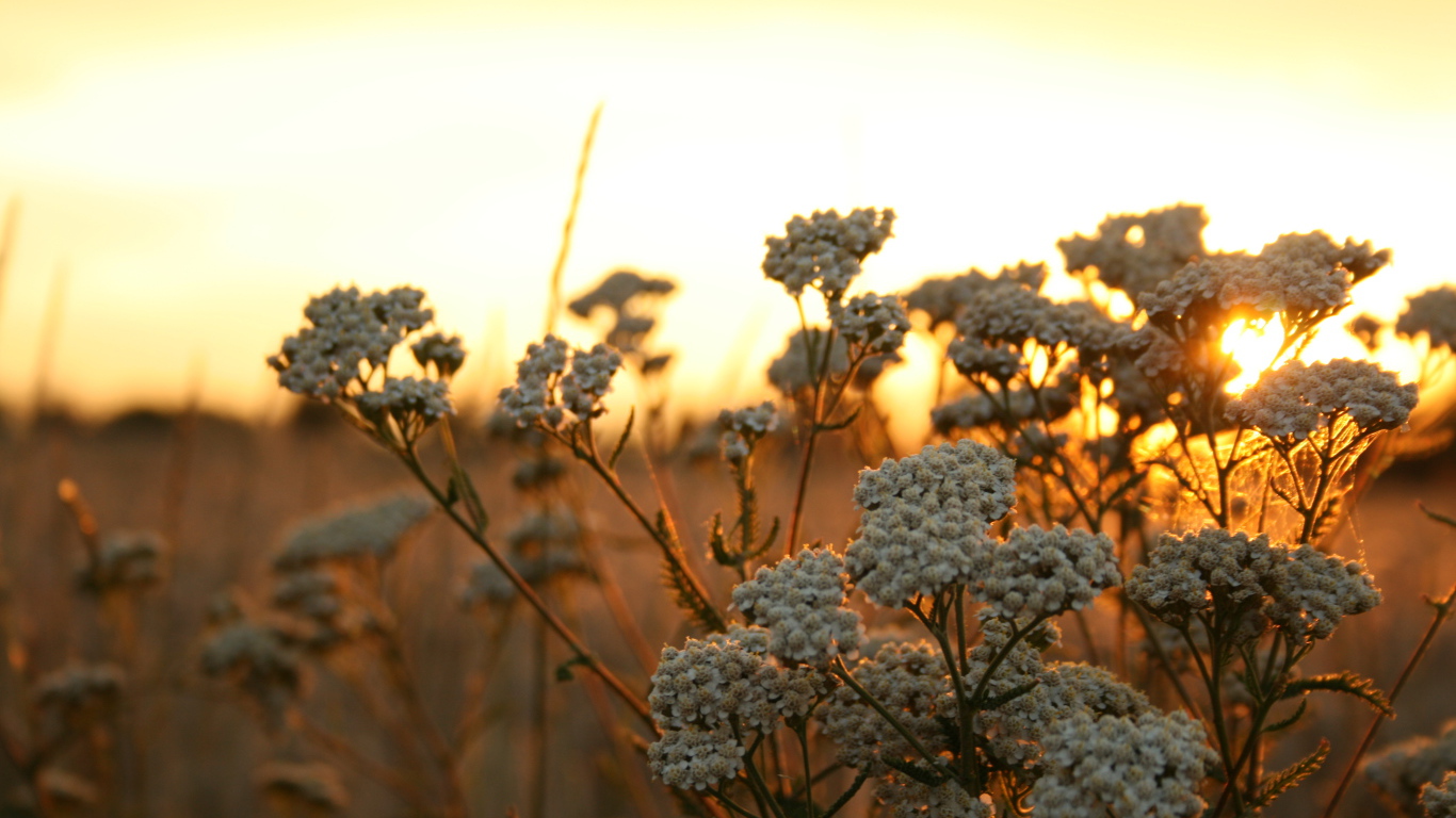 Полевые растения на фоне заката в Польше