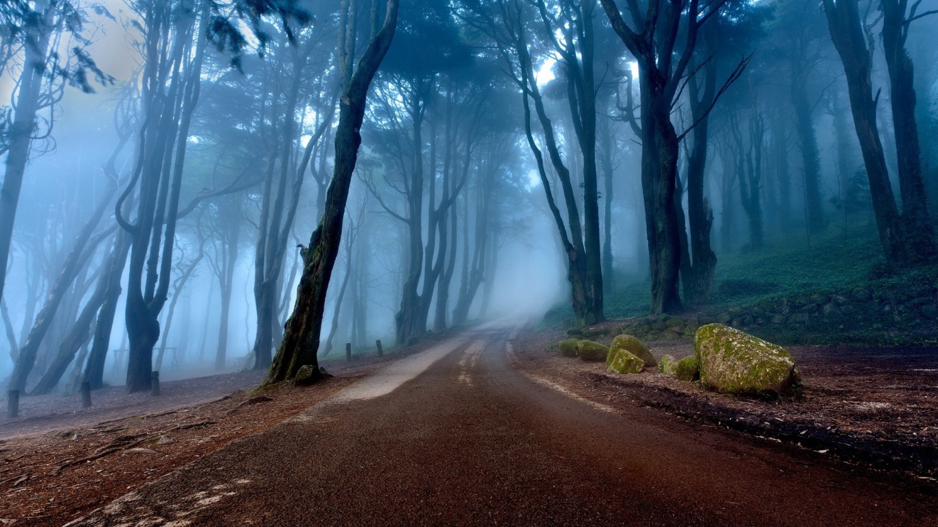 Дорога в туманном лесу, Португалия