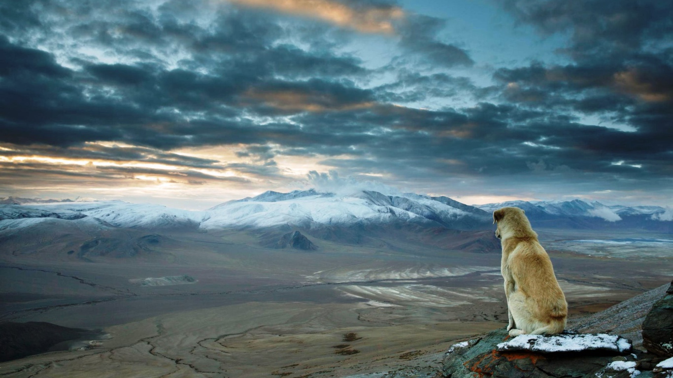 Собака смотрит на равнину в Турции
