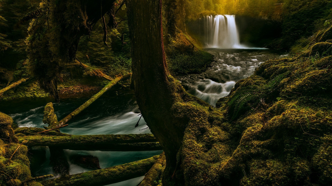 Река в лесу в Орегоне, США