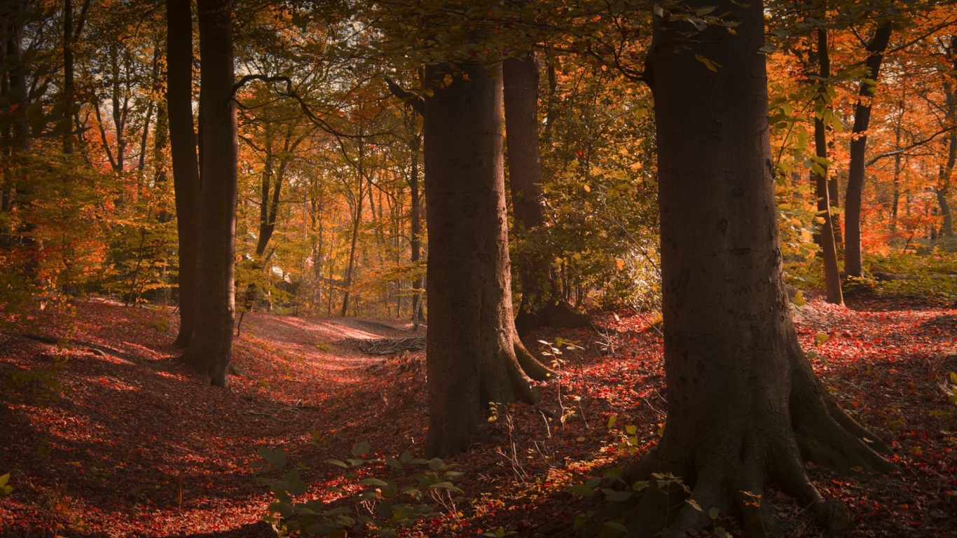 Густой лиственный лес в США