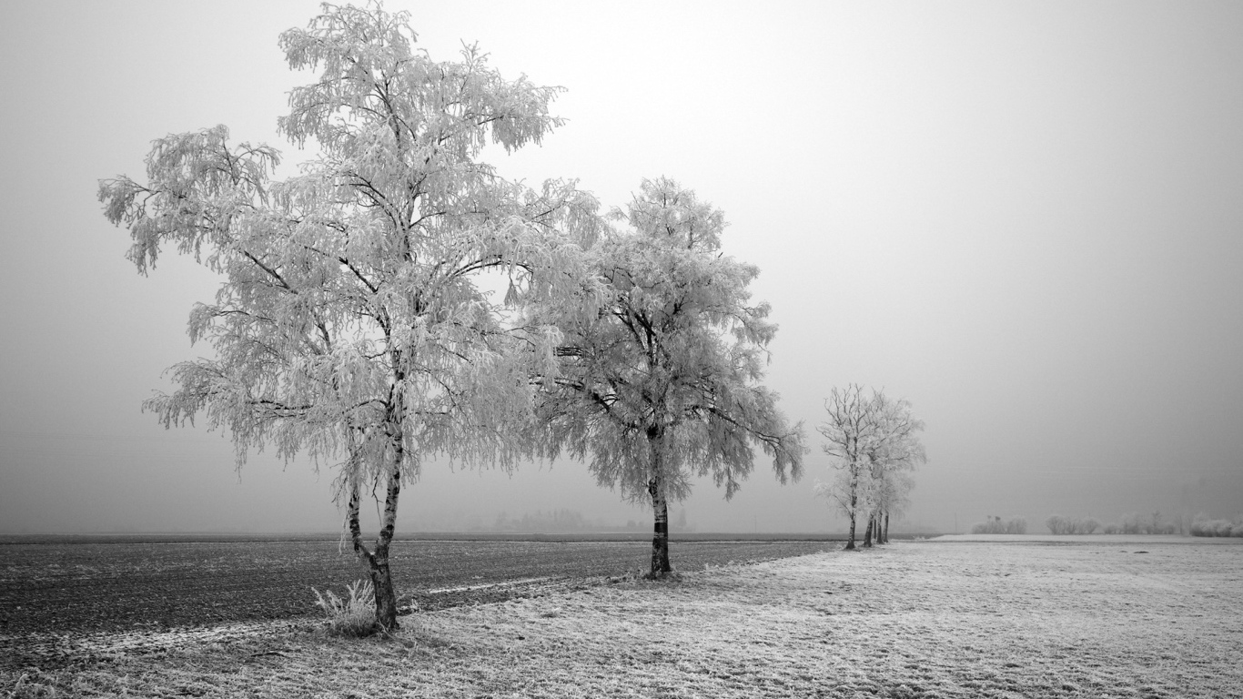 Black and white photo of winter trees