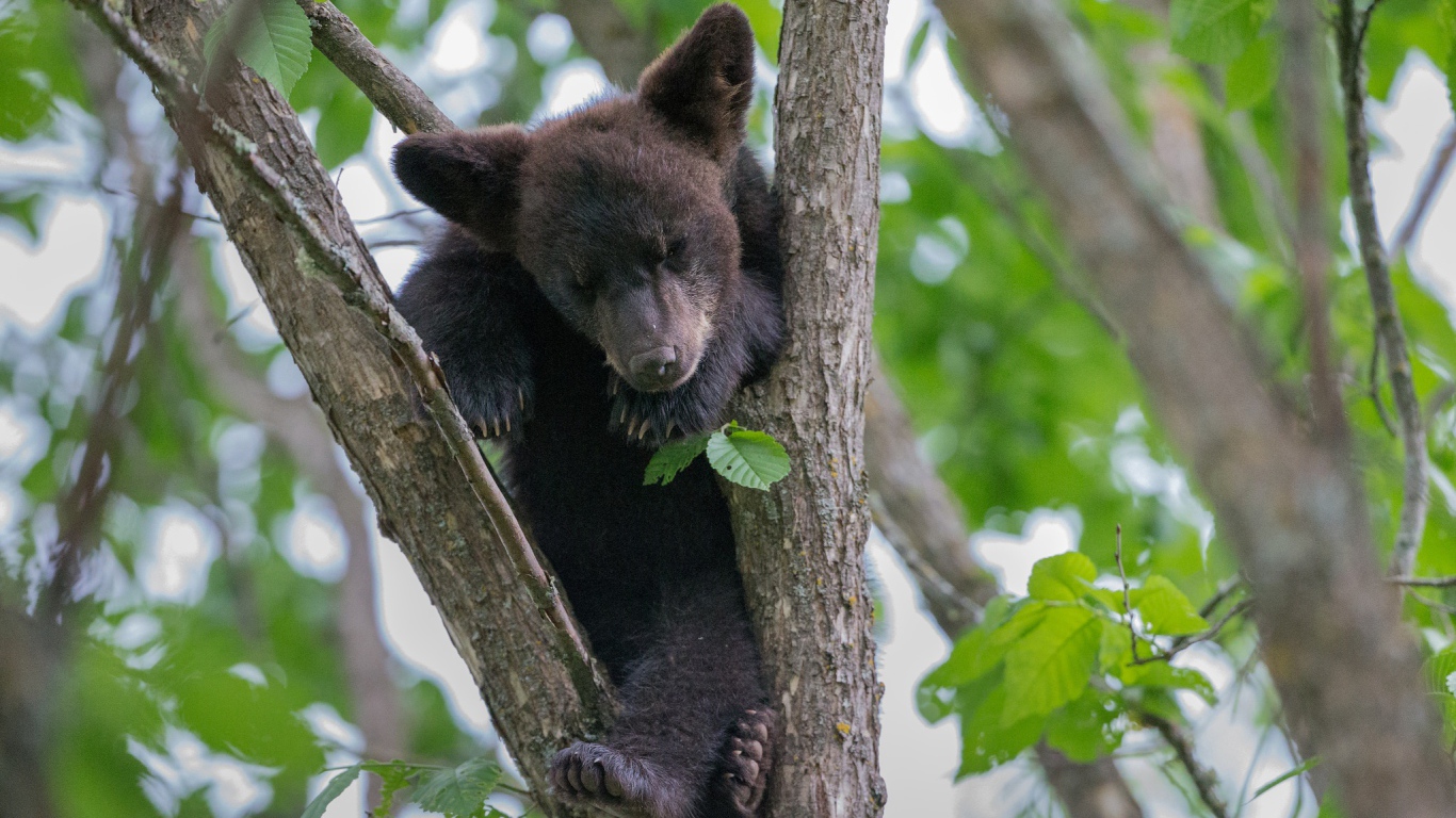 A little bear cub is sitting on a tree branch