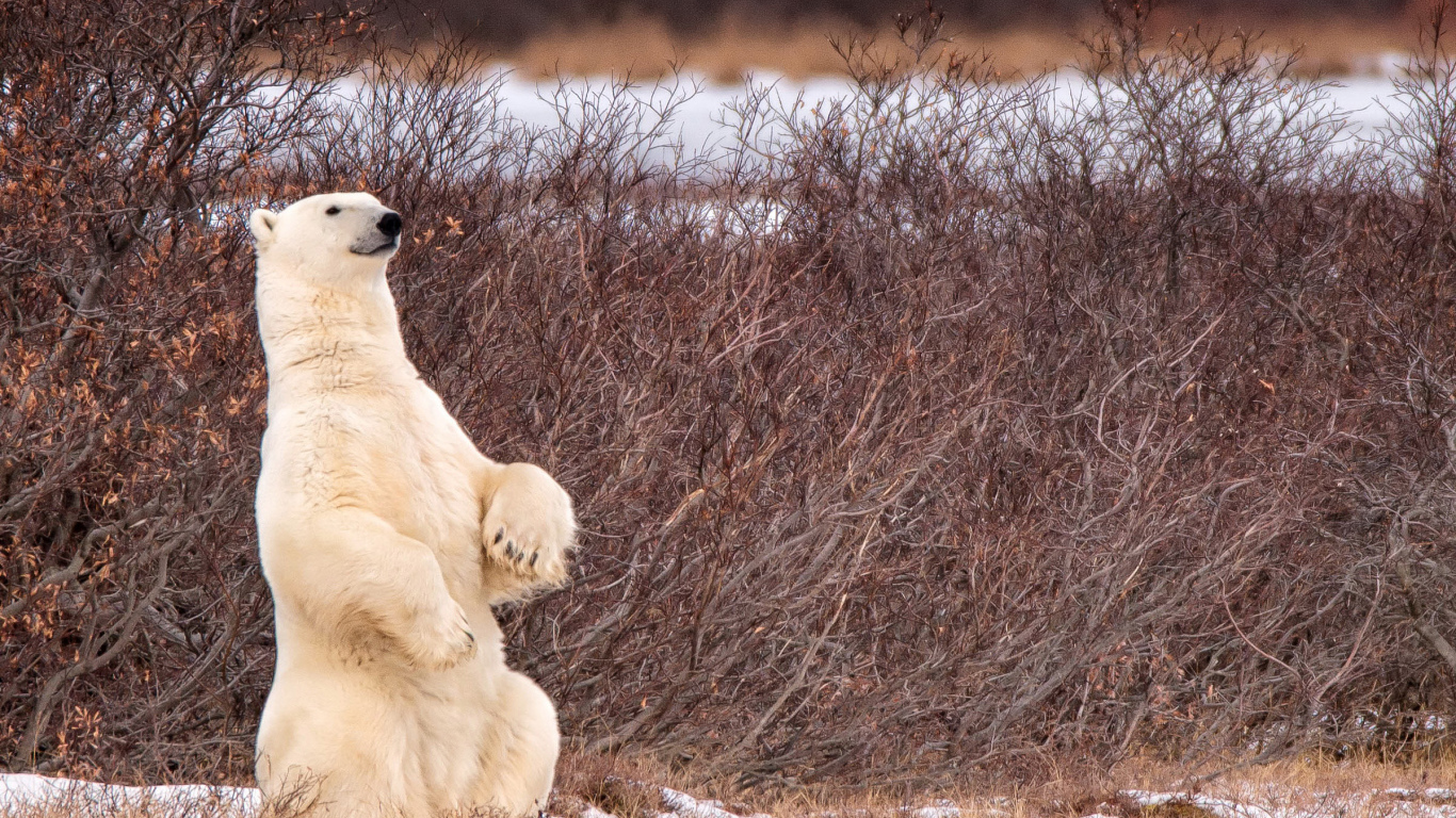 The polar bear sits on its hind legs