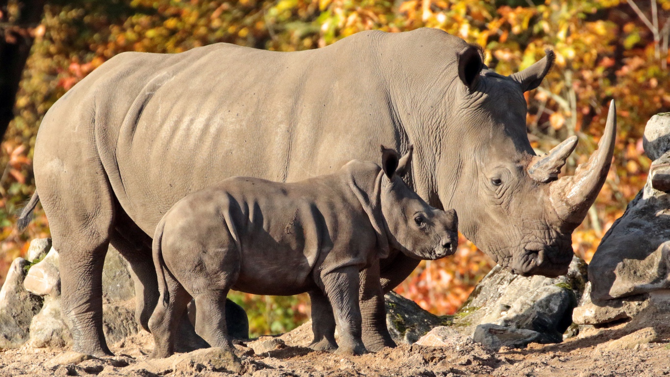 Большой носорог с маленьким детенышем